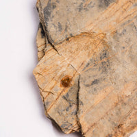 Slaty Shale Record - Earth Love Gallery Collection