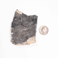 Slaty Shale Record - Earth Love Gallery Collection