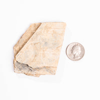 Slaty Shale Record - Earth Love Gallery Collection