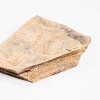 Slaty Shale Record - Earth Love Gallery Collection