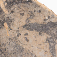 Slaty Shale Record - Earth Love Gallery Collection