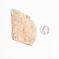 Slaty Shale Record - Earth Love Gallery Collection