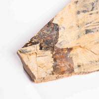 Slaty Shale Record - Earth Love Gallery Collection