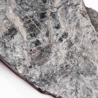 Slaty Shale Record - Earth Love Gallery Collection