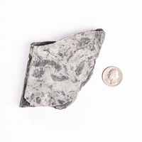Slaty Shale Record - Earth Love Gallery Collection