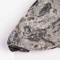 Slaty Shale Record - Earth Love Gallery Collection