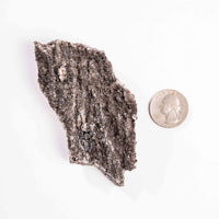 Fossilized Wood with Smoky Quartz