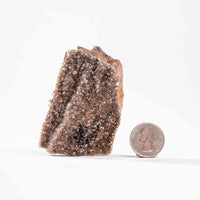 Fossilized Wood with Smoky Quartz