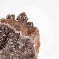 Fossilized Wood with Smoky Quartz