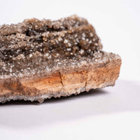 Fossilized Wood with Smoky Quartz