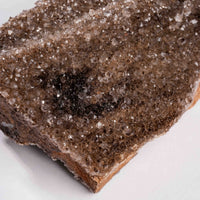 Fossilized Wood with Smoky Quartz