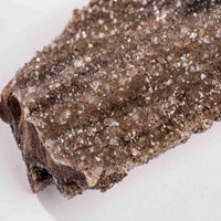 Fossilized Wood with Smoky Quartz