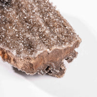 Fossilized Wood with Smoky Quartz