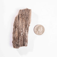 Fossilized Wood with Smoky Quartz