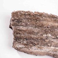 Fossilized Wood with Smoky Quartz
