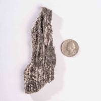 Fossilized Wood with Smoky Quartz