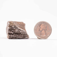 Fossilized Wood with Smoky Quartz