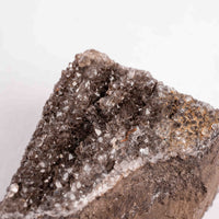 Fossilized Wood with Smoky Quartz