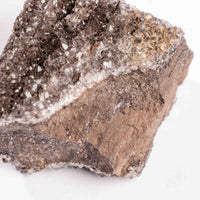 Fossilized Wood with Smoky Quartz