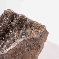 Fossilized Wood with Smoky Quartz