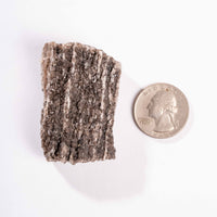 Fossilized Wood with Smoky Quartz