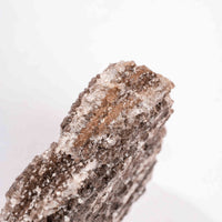 Fossilized Wood with Smoky Quartz