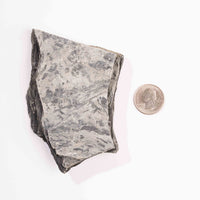 Slaty Shale Record - Earth Love Gallery Collection