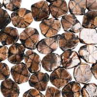 Chiastolite (Andalusite Cross)