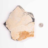 Slaty Shale Record - Earth Love Gallery Collection