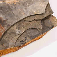 Slaty Shale Record - Earth Love Gallery Collection