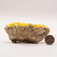 Sulphur Cluster on Matrix