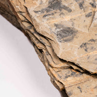 Slaty Shale Record - Earth Love Gallery Collection