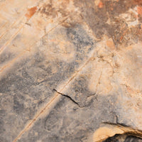 Slaty Shale Record - Earth Love Gallery Collection