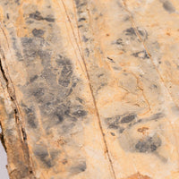Slaty Shale Record - Earth Love Gallery Collection