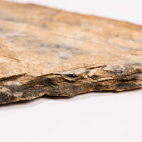 Slaty Shale Record - Earth Love Gallery Collection