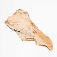 Slaty Shale Record - Earth Love Gallery Collection