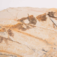 Slaty Shale Record - Earth Love Gallery Collection