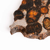 Sericho Pallasite Meteorite