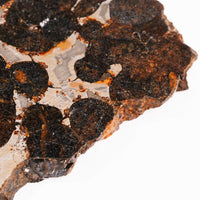 Sericho Pallasite Meteorite