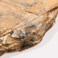 Slaty Shale Record - Earth Love Gallery Collection