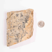 Slaty Shale Record - Earth Love Gallery Collection