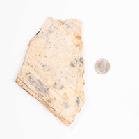 Slaty Shale Record - Earth Love Gallery Collection