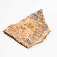 Slaty Shale Record - Earth Love Gallery Collection