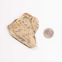 Slaty Shale Record - Earth Love Gallery Collection