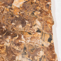 Slaty Shale Record - Earth Love Gallery Collection