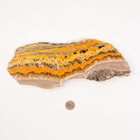 Bumble Bee Jasper - Slab, Large