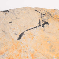 Slaty Shale Record - Earth Love Gallery Collection