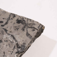 Slaty Shale Record - Earth Love Gallery Collection