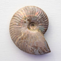 ammonite