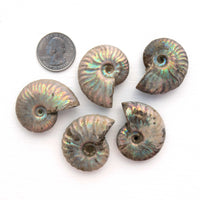 Ammonite - Light Iridescence